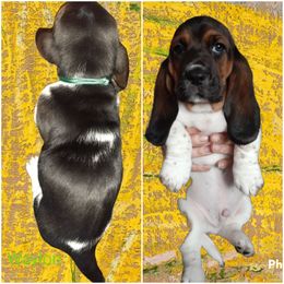 Basset Hound Puppies from Dream Hounds of Michigan