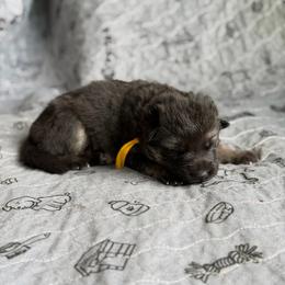 Gwenhwyfar-Yellow - Black and tan female German Shepherd puppy in Medical Lake, Washington from Nine Realms German Shepherds