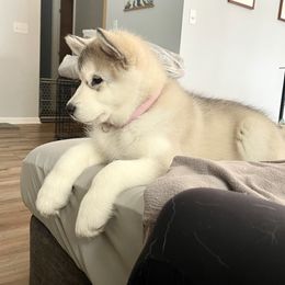 Alaskan Malamute Puppies from Alpenglow Alaskan Malamutes