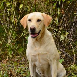 Annie - Labrador Retriever