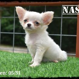 Nash - Cream male Chihuahua puppy in Demorest, Georgia from Sourpatch Chihuahuas