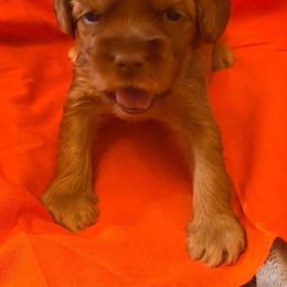Girl 8 - Red female Labradoodle puppy in Bakersfield, California from Shelly Lynn