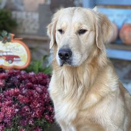 Darla - Golden Retriever