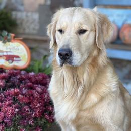 Darla - Golden Retriever