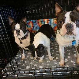 Boston Terrier Puppies from Big Sky Bostons