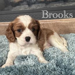 Brooks - Blenheim male Cavalier King Charles Spaniel puppy in Romney, West Virginia from The Cozy Cavaliers