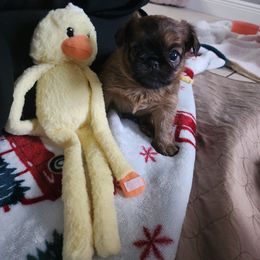 Brussels Griffon Puppies from Karen Marquez