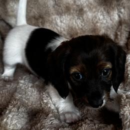 Boy 3 - male Dachshund puppy in Florissant, Colorado from Mountain Thyme Homestead