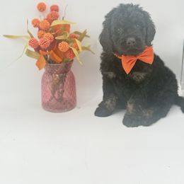 Ethan - Phantom male Goldendoodle puppy in Taylor, Michigan from Mi Best Doodle Ever, LLC