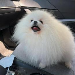 Mom - Pomeranian