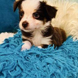 Red Tri - Red tri female Toy Australian Shepherd puppy in Oklahoma City, Oklahoma from Faith River Aussies