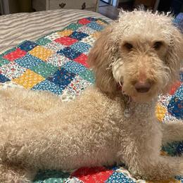 Dachshunds and Goldendoodles from Forrest Kennels