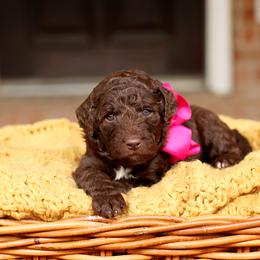 Australian Labradoodle, Bernedoodle, and Goldendoodle Puppies from Golden Fields Doodles