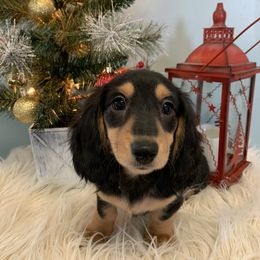 Dachshund Puppies from Sugar Creek Mini Doxies