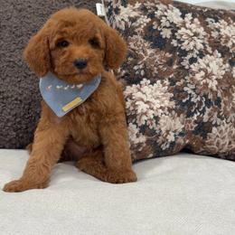 Tucker - Red  male Goldendoodle puppy in Anaheim, California from Cuddle Bear Doodles