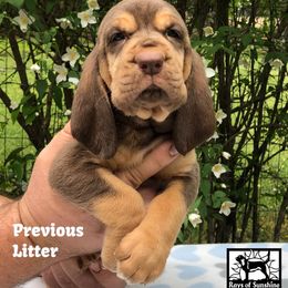 Bloodhound Puppies from Rays Of Sunshine Bloodhounds