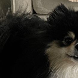 Cinder - Pomeranian