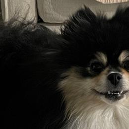 Cinder - Pomeranian