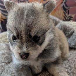Willie - Wolf sable male Pomsky puppy in Charlotte, Michigan from Moore Pomskies