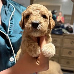 Purple Collar - Apricot male Goldendoodle puppy in Winchester, Tennessee from Mahaffey’s Doodles