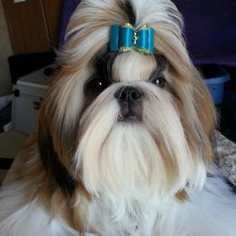 Mastiff and Shih Tzu All Grown Up from AKA Shih Tzu