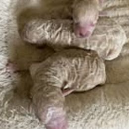 Goldendoodle puppies from Golden B Acres