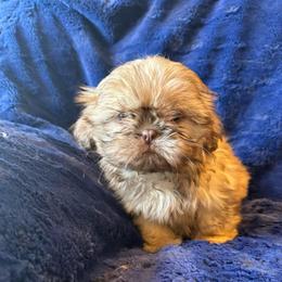 Colombia - Liver female Shih Tzu puppy in Success, Missouri from Sweet Success