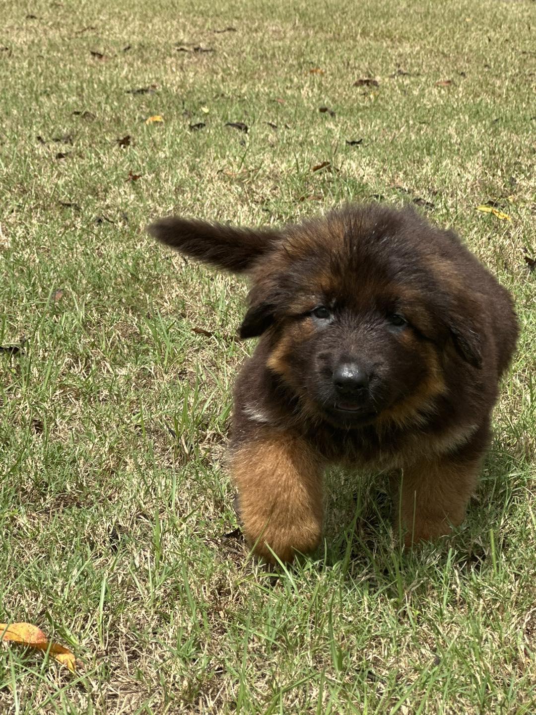German Shepherds from Maximum Security GSD