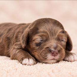 August - Merle male Labradoodle puppy in Connersville, Indiana from Dessie's Doodles