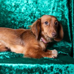Ginger - Dachshund