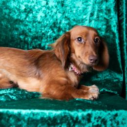 Ginger - Dachshund