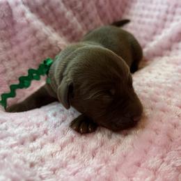 Boy 4 - male Labrador Retriever puppy in Gainesville, Georgia from Rucker Retrievers