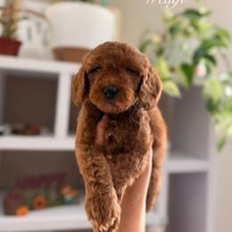 Wedge - Red  male Goldendoodle puppy in Las Vegas, Nevada from Dose of Doodles