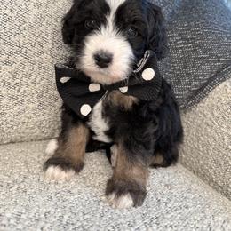 Black - Tri-color male Bernedoodle puppy in Curtice, Ohio from The Pink Doghouse