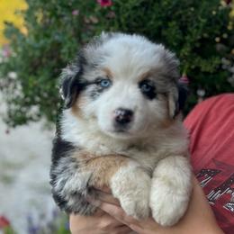 Blue Collar Girl - Blue merle female Australian Shepherd puppy in Hartville, Missouri from Stamper K9’s