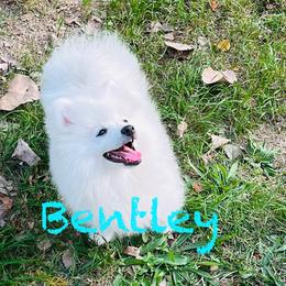 Bentley - White male Pomeranian puppy in St. Louis, Missouri from Saint Louis Pomeranian babies