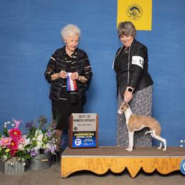 Italian Greyhound All Grown Up from Uwharrie
