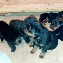 Rottweiler Puppies from C&C Royal Rottweilers