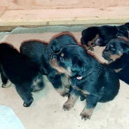 Rottweiler Puppies from C&C Royal Rottweilers