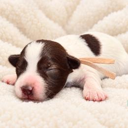 Lola - Parti female Miniature Schnauzer puppy in Magalia, California from NorCal Schnauzers