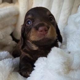 Raya - Chocolate and cream female Dachshund puppy in Yacolt, Washington from Cassiopeia Doxies