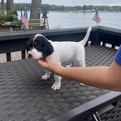 English Setter Puppies from Monkota Setters
