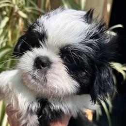 Stella - Sable and white female Shih Tzu puppy in Victorville, California from Precioustzus