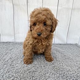 Firework (AKC) - Red  male Poodle puppy in Riverside, California from Red Toy Poodle World