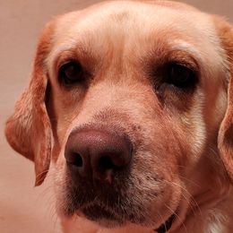 Snow - Labrador Retriever