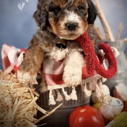 Bernedoodle, Goldendoodle, Golden Retriever, and Poodle Puppies from Red String Farmstead