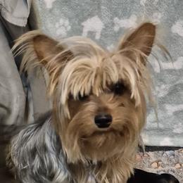 Maltipoos, Poodles, Yorkipoos, and Yorkshire Terriers from Hess Pooches LLC
