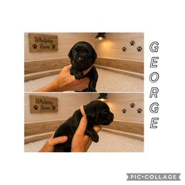 Boy 5 - Black male Cane Corso puppy in Scott County, Tennessee from Nuovo Inizi Kennels