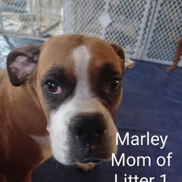 Marley - Boxer