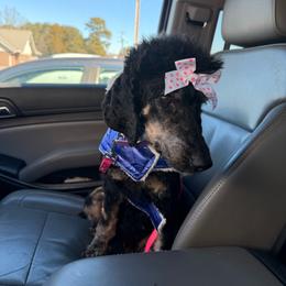 Beauty - Phantom female Poodle puppy in Grant, Alabama from BC’s Poodles on the Mountain